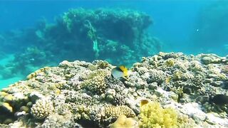 Butterfly fish Ras Mohammed