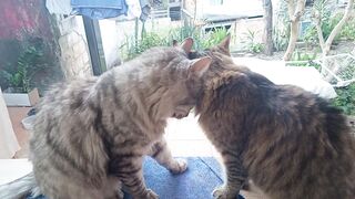 Mommy's affection