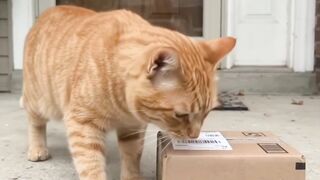 Orange Cat Becomes the Ultimate Package Inspector 📦🐱