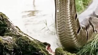 A reação inesperada da rã contra a cobra. #sobrevivencia #natureza #shorts