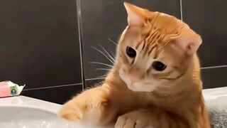 cat random 3