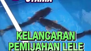 3 kunci kelancaran Pemijahan lele yang wajib kalian terapkan