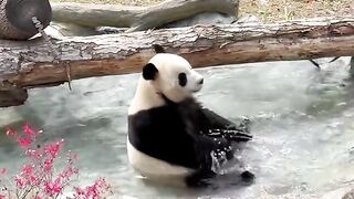 Pandas love playing in the water🐼