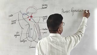 Human Reproduction Explained | Male Reproductive System & Sexual Reproduction