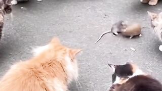 KUCING LUCU 6