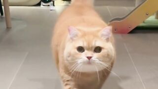 KUCING LUCU 7