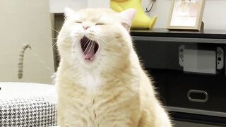 KUCING LUCU MENGUAP