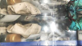 Betta fish 3