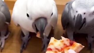 Cute Parrots 4