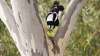 Beautiful bird 25