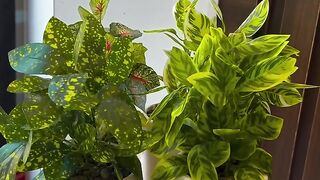 Decorative flower pot and plant