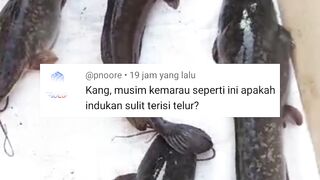 Induk lele sulit gendut gendong telur dimusim kemarau