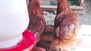 The eggs chicken