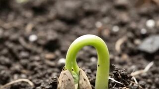 🍈🐘 What if a papaya naturally grew into Vinayaka? Watch this incredible nature rebirth! 🌱✨