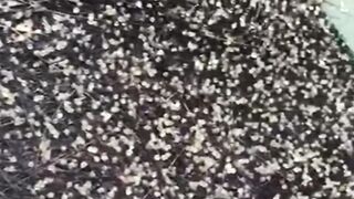 Pemijahan lele gak LANCAR tanpa alat ini