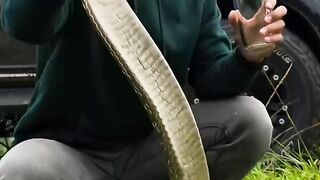 You can clearly see the venom from this snake; this is dangerous, and you should never attempt it.