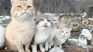 Some cat