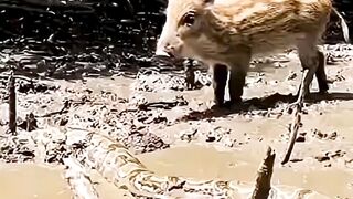 Encontro aterrorizante com uma enorme sucuri. #anaconda #cobra #animals