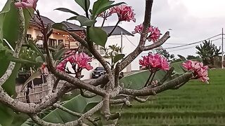 Pink Frangipani Flowers Blooming Over Green Rice Fields Under Blue Sky