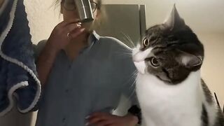 Gatos  curiosos.