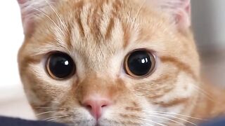 Cutee 8