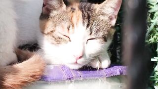 Three cute kittens having a peaceful nap time 🥺❤️