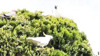 Birds 49