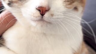 This Cute Cat Loves Head Scratches! 🐱 (So Satisfying)