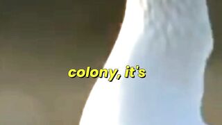 Arctic Fox Snatches Snow Goose Chicks 2