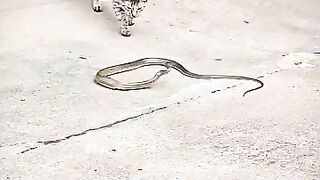 Snake Vs Monkey