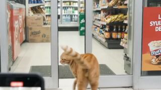 A person recording a cute ginger tabby cat entering a convenience store and waving