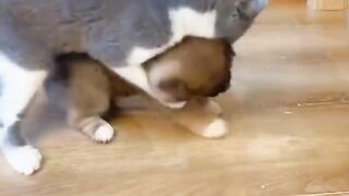 I am not that gentle even bullying a puppy