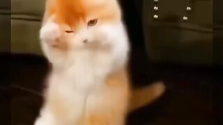 Funny cats ????
