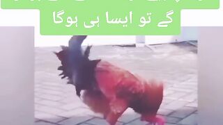 ہر کام اپنی اوقات کے مطابق کرنا چاہیے اوقات سے آ گے بڑھو گے تو ایساہی ہوگا