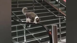 Funny cats vedios