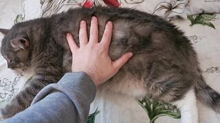 CUTE CAT LOVE HUMAN VIDEO 2023 -VIDEO2