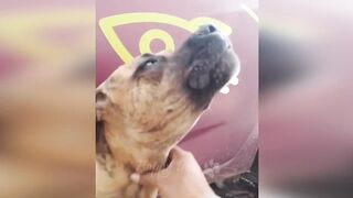funny animals,,funny cats/funny dogs