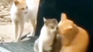 Verrry emotional video Cats Heart brok