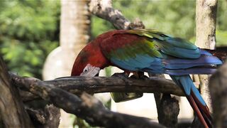 Beautiful Bird