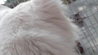 Cat Video || Cat in Cage