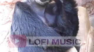 Fun with animals