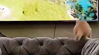 funny video short 13