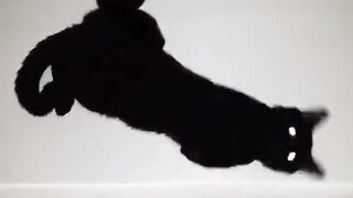 amazing skills of Black cat
