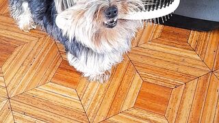 Cachorrinho Autônomo.