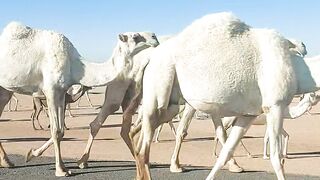 ماشاءاللہ سبحان اللہ