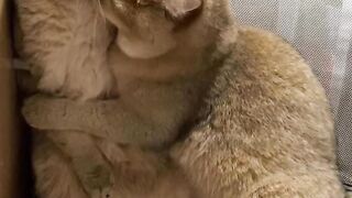 Fat cats Love each othor