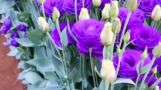 Best colors flowers