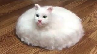 The funniest animals 2023 ???? Funny videos about cats and dogs ???????? Part 6