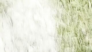 Amazing animals Dinosaurs