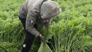 Agriculture working